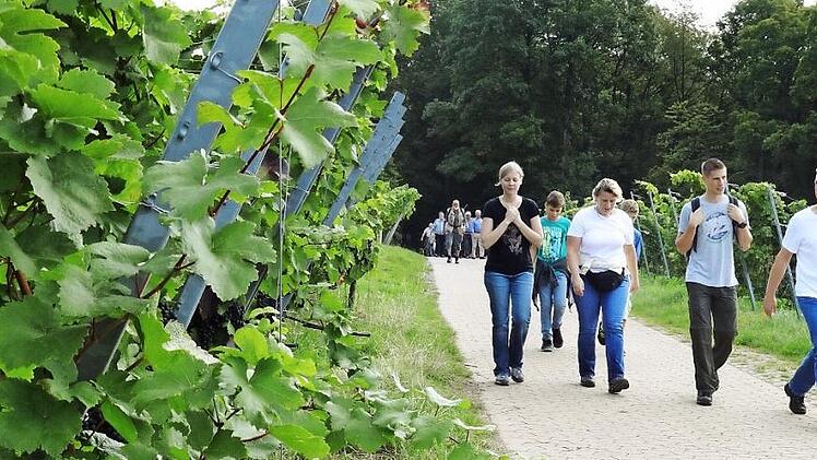 Durch die Weinberge führte die "Fünf-Sterne"-Wanderung, vorbei an Rebstöcken, die einen vielversprechenden Jahrgang tragen. Die Weinlese war am Samstag schon im vollen Gange.