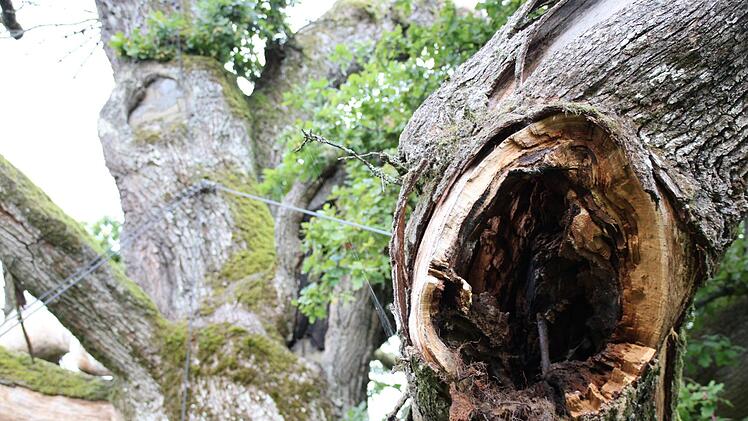 Die Trockenheit seit dem Hitzesommer 2003 macht der Eiche zu schaffen. Ein großer Teil des Baumes ist abgestorben. Foto: Ulrike Müller