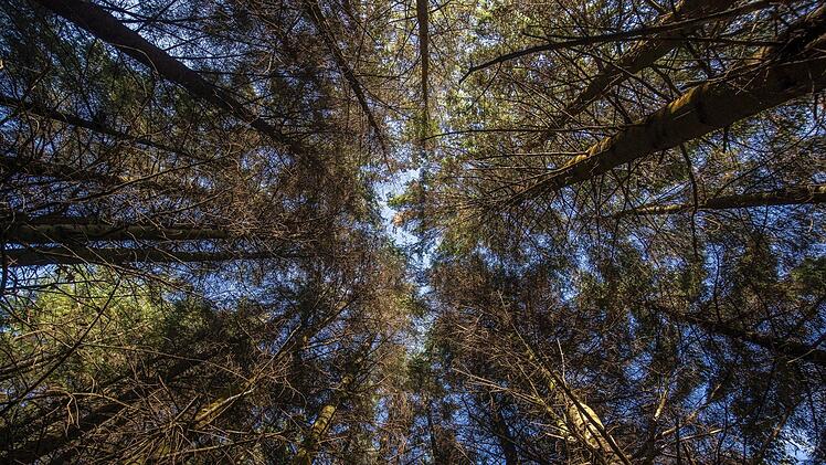 In einem Waldstück im Landkreis Fürth haben am Samstag Spaziergänger einen vermissten Mann aus Nürnberg gefunden. Symbolfoto: Danny Lawson/PA Wire/dpa