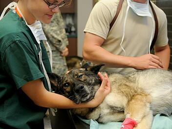 Eine Chemotherapie kann deinem Hund bei einer Krebserkrankung helfen.