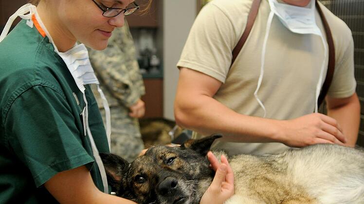 Eine Chemotherapie kann deinem Hund bei einer Krebserkrankung helfen.