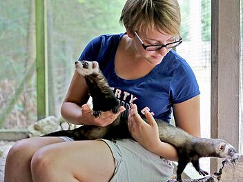 Auch bei den Frettchen kennt Sommerreporterin Sabrina Friedrich keine Berührungsängste. Foto: Barbara Herbst