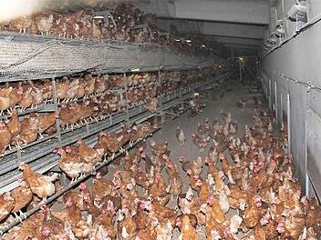 Legehennen in Voglers Betrieb Foto: Archiv/ Gerd Schaar