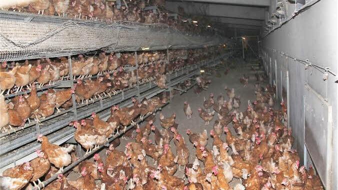 Legehennen in Voglers Betrieb Foto: Archiv/ Gerd Schaar