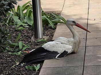 Herzogenaurach: Verletzter Storch aus Garten geborgen