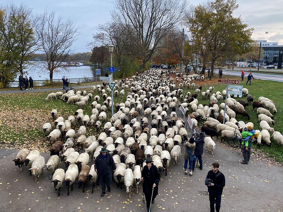 Hunderte Schafe ziehen durch Nürnberg - Naturspektakel in Bildern