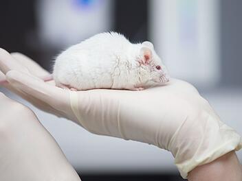 Eine Maus als Versuchstier