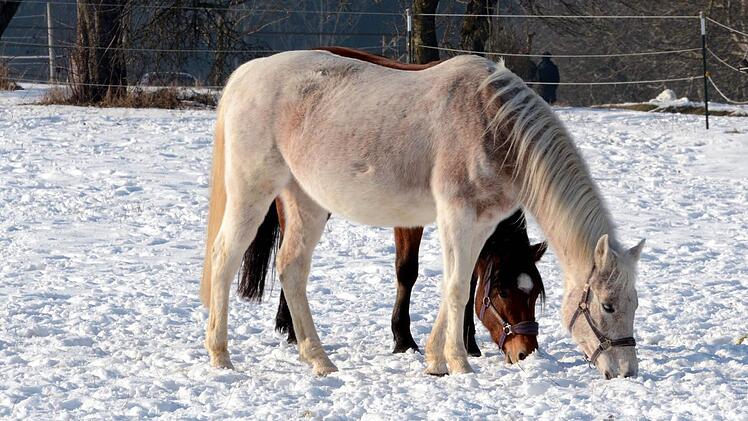 Im Schnee warteten die Pferde auf ihren Einsatz. Foto: herzopress