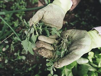 "Großer Frühjahrsputz im Garten sollte noch warten" - Naturschützer mit Tipps für Vorfrühling