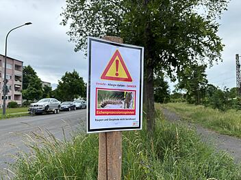 Stadt Bamberg warnt vor Eichenprozessionsspinnern - "Vorsicht"