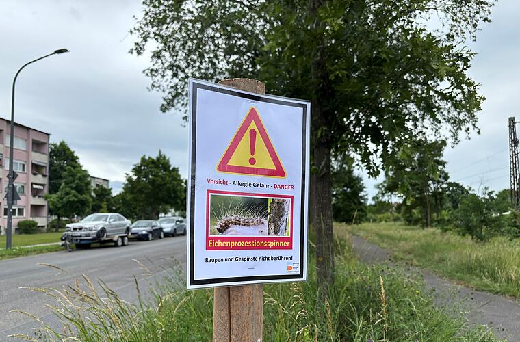 Stadt Bamberg warnt vor Eichenprozessionsspinnern - "Vorsicht"