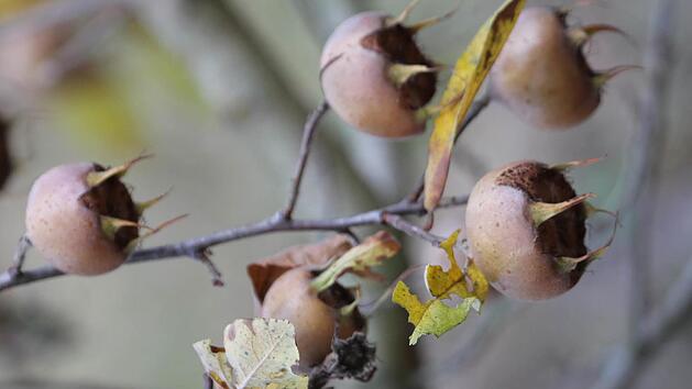 Die Fr&uuml;chte der Mispel sind jetzt nach dem Frost erntereif. Foto: Jupp Schr&ouml;der