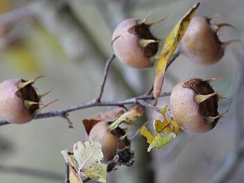 Die Früchte der Mispel sind jetzt nach dem Frost erntereif. Foto: Jupp Schröder