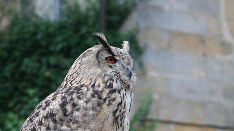 Auch einen sibirischen Uhu hatte der Falkner dabei.