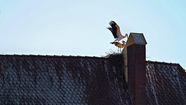 Neben dem Kamin hat das Storchenpaar mit dem Nestbau begonnen. Im Auftrag der Stadt versuchte die Feuerwehr, das Nistmaterial vom Schlossdach zu entfernen. Fotos: Birgit und Fritz Jentsch