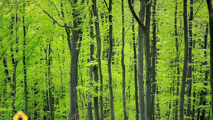 Buchenwald im Fr&uuml;hling
