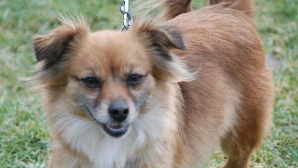 Die Dackelmischlings-H&uuml;ndin Jolie Foto: Tierheim