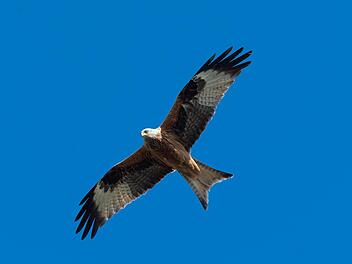 In den vergangenen Wochen gab es immer wieder Totfunde von Rotmilanen, dem Rhöner Charaktervogel. Gutachten haben jetzt ergeben, dass Gift im Spiel war. Die Substanz birgt auch Gefahren für den Menschen. Symbolbild: Foto: Soeren Stache/dpa-Zentralbild/dpa