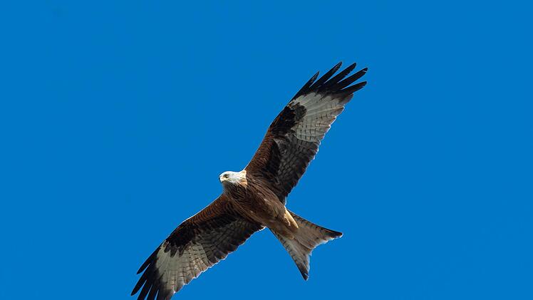 In den vergangenen Wochen gab es immer wieder Totfunde von Rotmilanen, dem Rhöner Charaktervogel. Gutachten haben jetzt ergeben, dass Gift im Spiel war. Die Substanz birgt auch Gefahren für den Menschen. Symbolbild: Foto: Soeren Stache/dpa-Zentralbild/dpa
