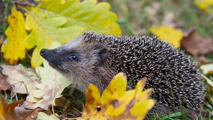 Erst sehr warm, nun eisig: Was bedeutet das f&uuml;r Winterschl&auml;fer?