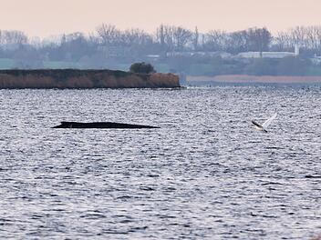 Buckelwal liegt weiter in Wismarer Bucht