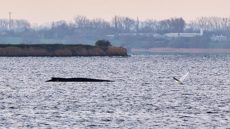 Buckelwal liegt weiter in Wismarer Bucht