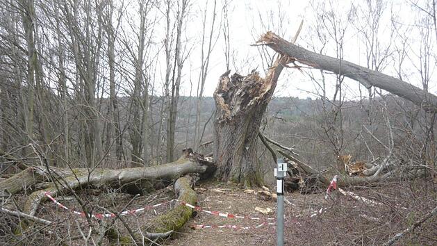 Die mächtige Linde, die einen Umfang von rund fünf Meter hat, steht entlang eines Wanderweges bei Tiefenstürmig.  Nach der Sprengung soll der Baum als Totholz neuen Lebensraum für Insekten und andere Waldbewohner bieten. Foto: privat