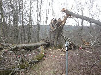 Die mächtige Linde, die einen Umfang von rund fünf Meter hat, steht entlang eines Wanderweges bei Tiefenstürmig.  Nach der Sprengung soll der Baum als Totholz neuen Lebensraum für Insekten und andere Waldbewohner bieten. Foto: privat