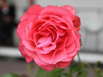 So sieht sie aus, die Rose "Bad Staffelstein". Foto: Theresa Hirschberg