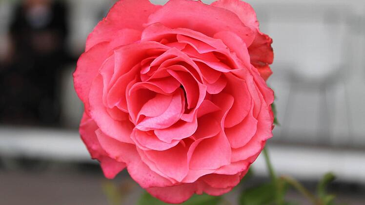 So sieht sie aus, die Rose "Bad Staffelstein". Foto: Theresa Hirschberg