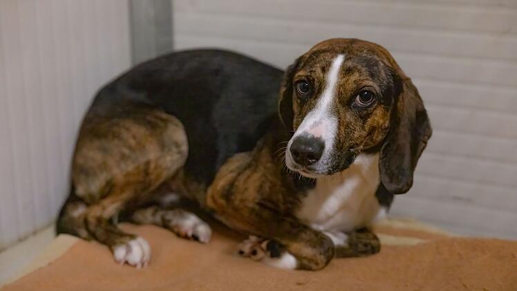 Tierheim Bamberg: Hündin Mina hat eine lange Reise hinter sich - und einen besonderen Charakter