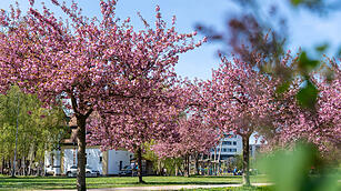 Wundersch&ouml;ne Naturfotos aus Bamberg.