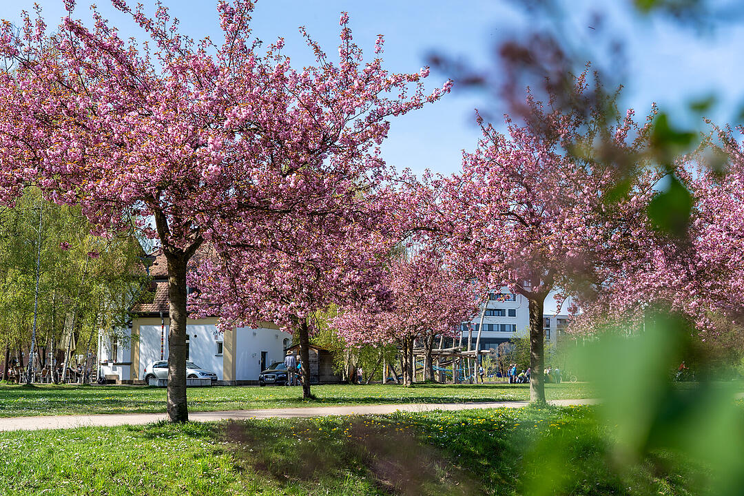 Wundersch&ouml;ne Naturfotos aus Bamberg.