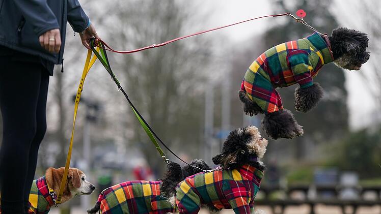 Stadt Würzburg lädt zu Tierschutzflohmarkt am Sonntag ein
