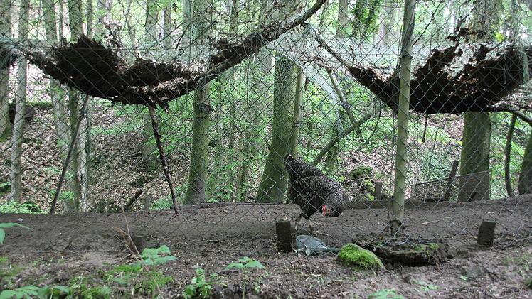 Die Hühner hatten Glück: Ihr Stall liegt erhöht neben dem Bach, die Sturzflut konnte ihn nicht erreichen.