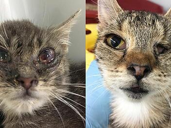 Tierheim Bamberg schockiert mit Fotos von Katzen, die an Augenentzündungen leiden.