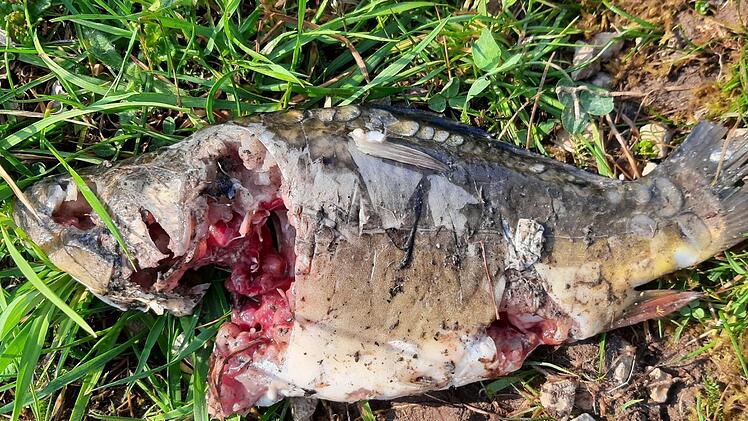 An diesem Karpfen hat ein Fischotter bei Kieferndorf ganze Arbeit geleistet.  Foto: privat