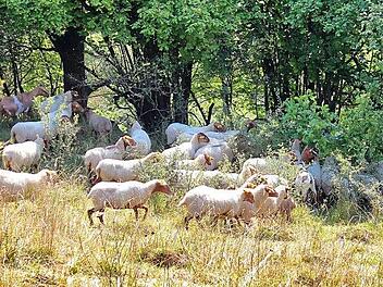 So könnte es bald am Beweidungskomplex Kreuzberg aussehen. Foto: Ökologische Bildungsstätte Oberfranken