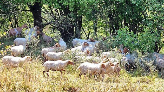 So könnte es bald am Beweidungskomplex Kreuzberg aussehen. Foto: Ökologische Bildungsstätte Oberfranken