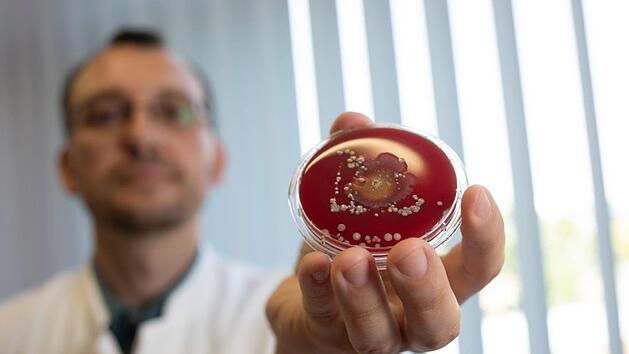 Unsichtbare Keime wachsen in der Petrischale  zu gro&szlig;en Bakterienst&auml;mmen heran: Im Bamberger Kompetenzzentrum f&uuml;r Hygiene-Technologie (HTK)  zeigt ein Wissenschaftler eine herangereifte Probe. Foto: Konstanze Wutschig