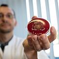 Unsichtbare Keime wachsen in der Petrischale  zu großen Bakterienstämmen heran: Im Bamberger Kompetenzzentrum für Hygiene-Technologie (HTK)  zeigt ein Wissenschaftler eine herangereifte Probe. Foto: Konstanze Wutschig