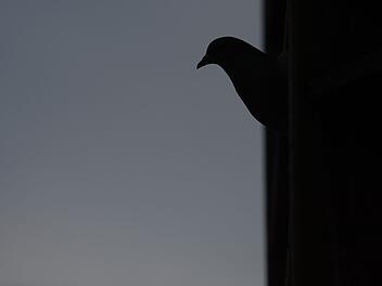 Tauben in T&uuml;bingen