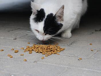 Katzen sollten niemals Hundefutter fressen