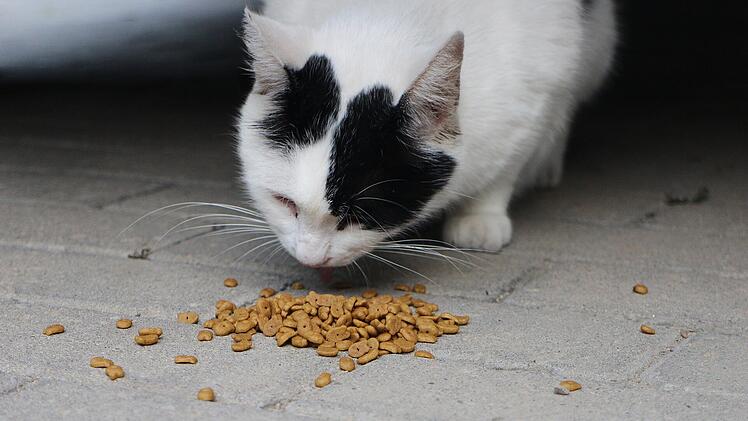 Katzen sollten niemals Hundefutter fressen