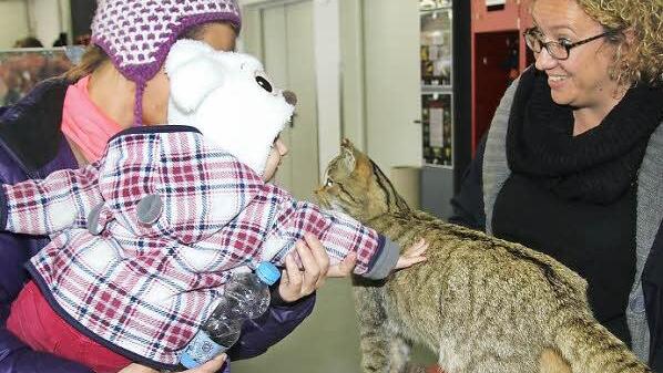 Auf Tuchfühlung mit der Wildkatze