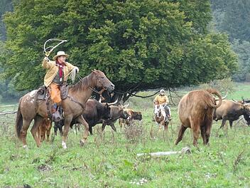 Beim Bayerischen Öko-Erlebnistag am Schwarzen Moor hatten die Besucher die Möglichkeit, live mit dabei zu sein, wenn die Cowboys vom Cattle-Drive-Team (Edersee, Nähe Kassel) Einblick in ihre Arbeit gaben. Das Bild zeigt Harald Fedder bei der Arbeit in der Herde.  Foto: Marion Eckert