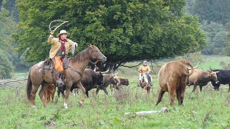 Beim Bayerischen Öko-Erlebnistag am Schwarzen Moor hatten die Besucher die Möglichkeit, live mit dabei zu sein, wenn die Cowboys vom Cattle-Drive-Team (Edersee, Nähe Kassel) Einblick in ihre Arbeit gaben. Das Bild zeigt Harald Fedder bei der Arbeit in der Herde.  Foto: Marion Eckert