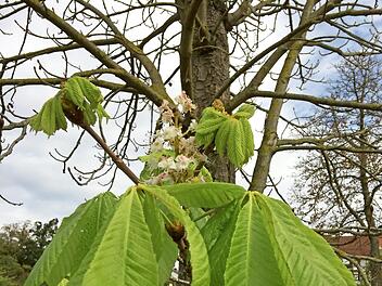 Mit Knospen, Blüten und frischen Blättern versucht diese Kastanie, wieder zur Kräften zu kommen.  Foto: Susanne Vötter