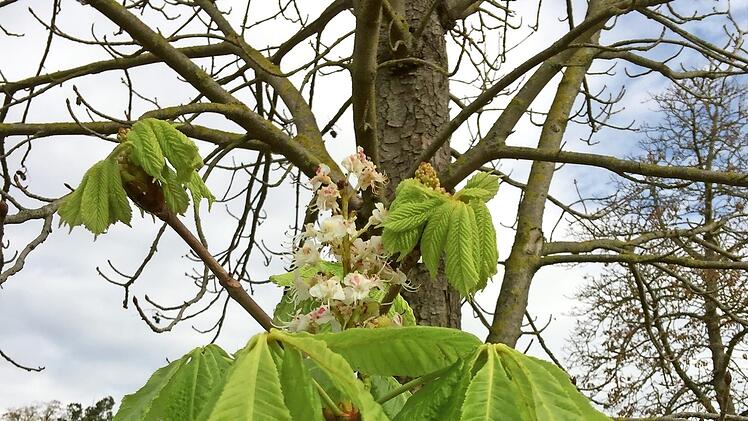 Mit Knospen, Blüten und frischen Blättern versucht diese Kastanie, wieder zur Kräften zu kommen.  Foto: Susanne Vötter
