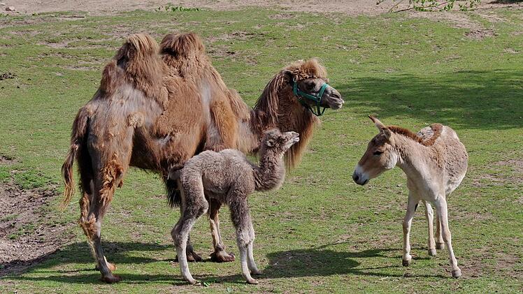 Endlich gibt es wieder Nachwuchs bei den Kamelen: Die 12-jährige Stute Akiba hat Ende April ihre Tochter Nala zur Welt gebracht. Foto: Tiergarten Nürnberg/Helmut Mägdefrau